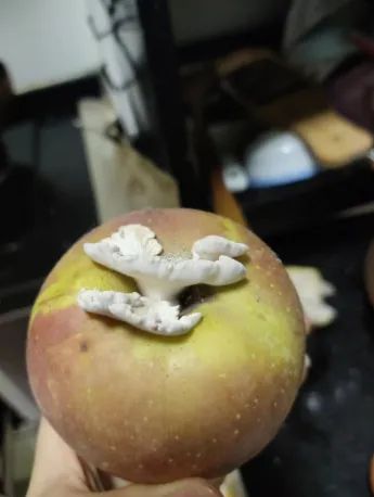 苹果上长出的蘑菇“果菌王”已经吃上了 炖蛋是目前最美味的做法~  第2张
