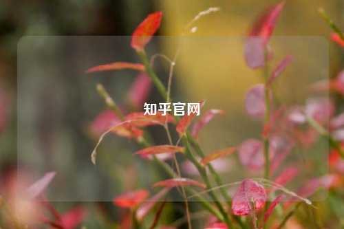 知乎官网  第1张